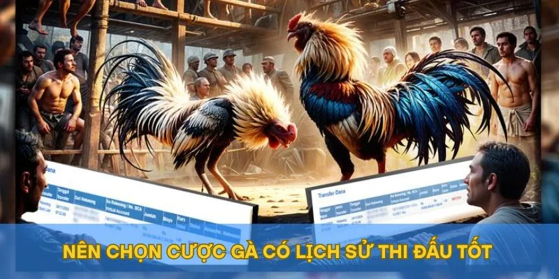 Nên chọn cược gà có lịch sử thi đấu tốt