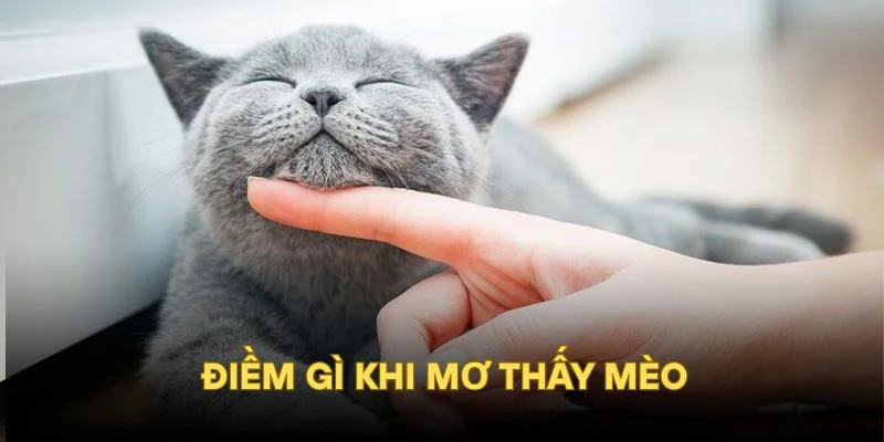 Điềm gì khi nằm mơ thấy mèo