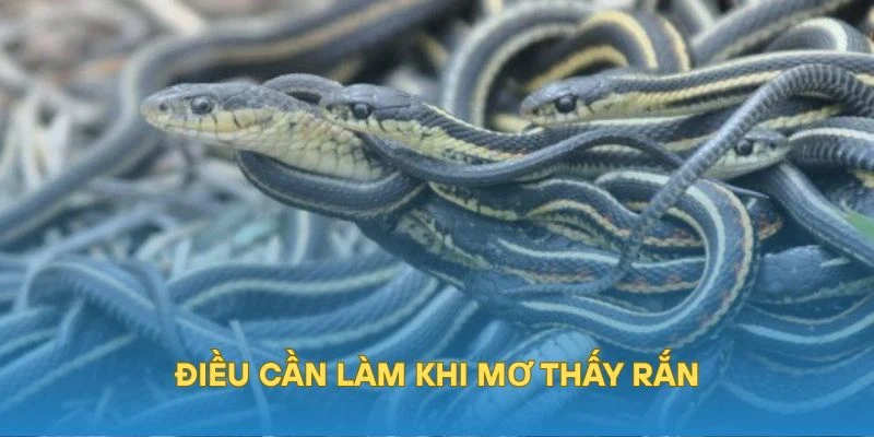 Điều cần làm khi mơ thấy rắn