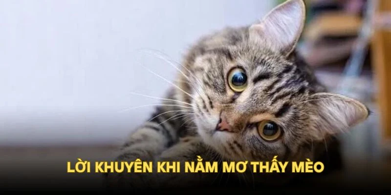 Lời khuyên khi nằm mơ thấy mèo
