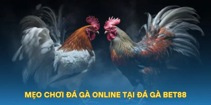 Mẹo chơi đá gà online tại đá gà BET88