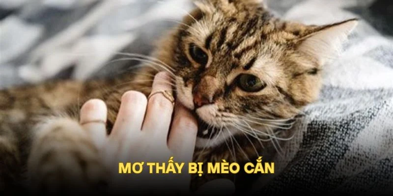 Mơ thấy bị mèo cắn