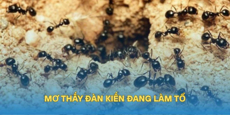 Mơ thấy đàn kiến làm tổ