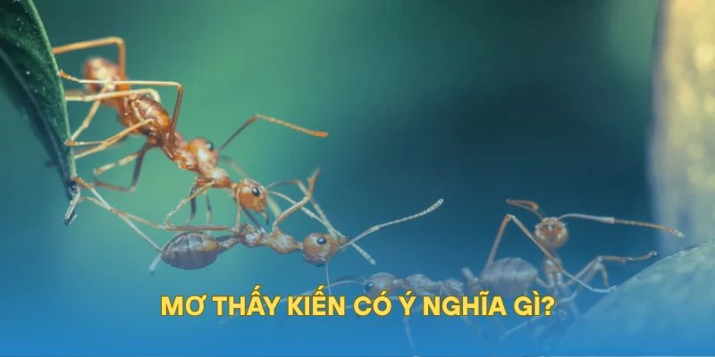 Mơ thấy kiến có ý nghĩa gì?