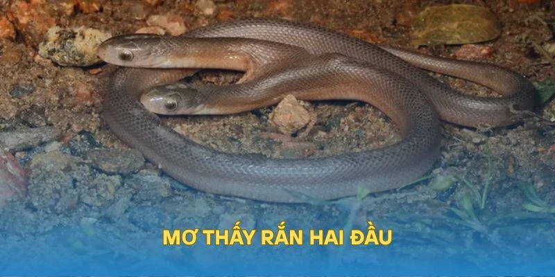 Mơ thấy rắn hai đầu