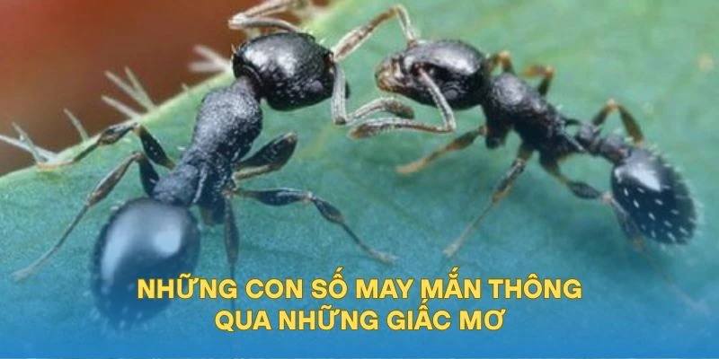 Những con số may mắn thông qua những giấc mơ