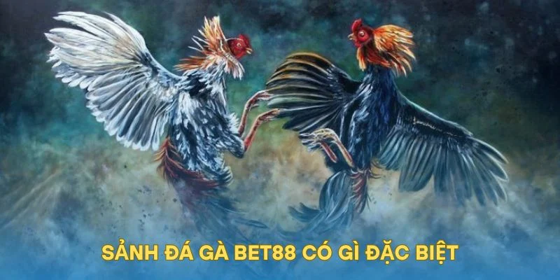 Sảnh đá gà BET88 có gì đặc biệt