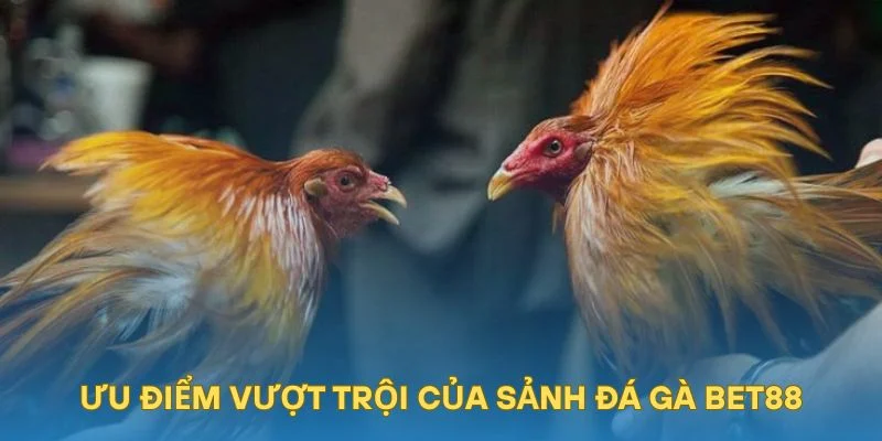 Ưu điểm vượt trội của sảnh đá gà BET88