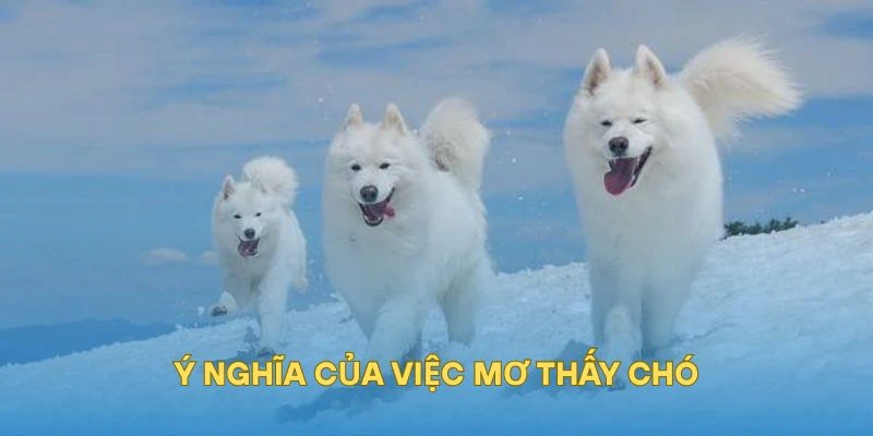 Ý nghĩa của việc mơ thấy chó